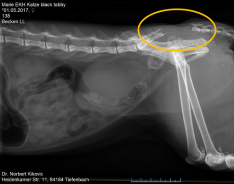 Röntgen Wirbelsäule; Abriss Schwanz