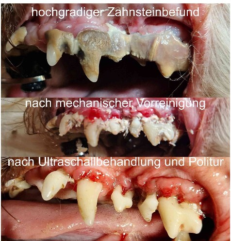 Welpe ohne Zahnprobleme