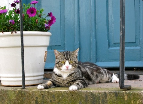 Katze vor Haustür